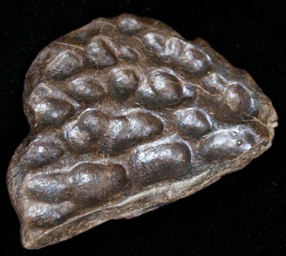 Leidyosuchus Dermal Scute - Cretaceous Crocodilian #11168